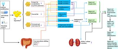 The impact of weight loss on renal function in individuals with obesity and type 2 diabetes: a comprehensive review